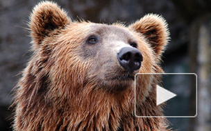 В Приморье задержали контрабандистов с сотнями медвежьих лап