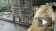 В центре "Велес" показали видео с повзрослевшим львенком ...