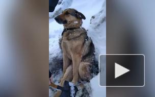 Под Калугой спасли вмерзшую в лед собаку