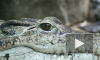 Аллигатор-людоед загадочным образом исчез из пруда Диснейленда в США