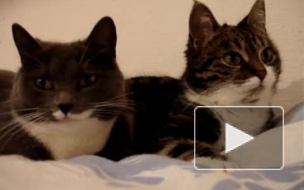 День кошек в России: "котики" и "котэ" – тысячи лайков