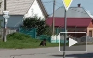 Полицейский убил медведя, вышедшего к сельской школе под Красноярском