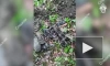 В Гатчине в парке "Сильвия" нашли останки 30 человек