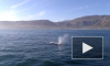 Солнечные бури могут вызывать сбои в навигации китов