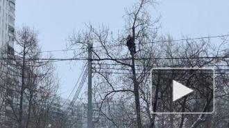 У Бабушкинского суда неизвестный залез на дерево и кричит в мегафон