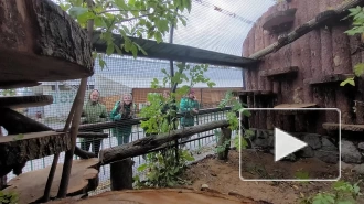 В Ленинградском зоопарке манулу Шу поставили новый вольер
