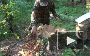 Восемь жителей Кубани получили срок за вырубку лесов