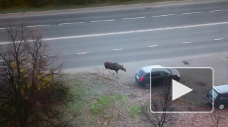 Появилось видео, как зареченский лось прикуривает у автомобиля 