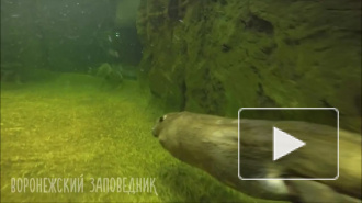 Появилось милое видео ныряющих бобров в заповеднике Воронежа
