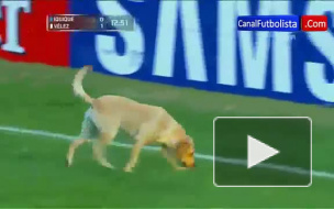 Выбежавшая на поле собака  едва не сорвала матч в Южной Америке