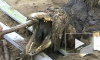 МЧС спасло петербуржца от чудовища, выловленного из Обводного канала