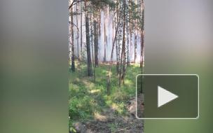 В Миассе ввели режим ЧС из-за лесных пожаров