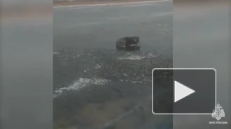 В акватории Финского залива близ яхт-клуба "Балтиец" спасатели вернули на берег собаку, которая оказалась на оторванной льдине