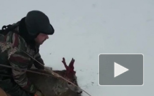 Охотник спас косулю в Лужском районе 