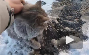 Появилось видео спасенной изо льда кошки в Челябинске