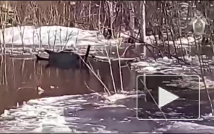 Опубликовано видео с места гибели 7 человек в затонувшем вездеходе в Коми