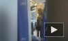 Стрижка парня в автобусе в Екатеринбурге попала на видео