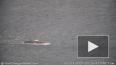 В Калифорнии два редких кита погибли под винтом эсминца ...