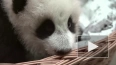 У маленькой панды из Московского зоопарка появились ...