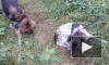 В Хабаровске ищут школьниц, выкладывавших жуткие видео издевательств над животными