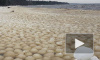 На Финском заливе у берега появилось множество ледяных шариков