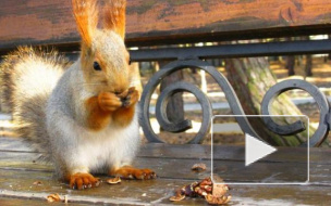 Ореховый спас 2014: россияне начали отмечать праздник, следуя приметам и поздравляя близких стихами