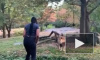 Безрассудное видео из Нью-Йорка: Женщина пробралась в вольер ко льву