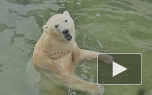 Петербуржцев шокировало и растрогало кормление зверей в Ленинградском зоопарке