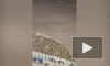 Песец пробежал перед носом российского ледокола и попал на видео