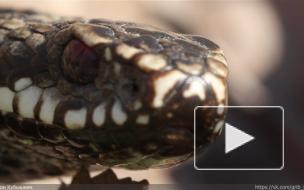 Видео: в Петербурге проснулись гадюки