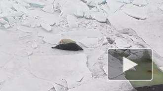 Эпизод семейной жизни серых тюленей попал на видео в Финском заливе