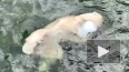 Сотрудники Ленинградского зоопарка записали видео ...