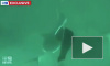 Схватка подводного охотника с одной из самых агрессивных акул попала на видео
