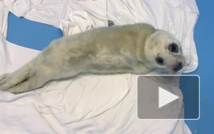 Найденный на Финском заливе тюлененок начал набирать вес