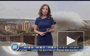 Видео: любопытная чайка сорвала прямой эфир "Прогноза погоды"