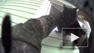 Пожарные спасли сообразительную кошку из горящего дома в Ленобласти