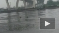 Жара в Петербурге: в Неве купаются лоси