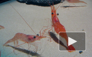 Партию креветок запретили ввозить в Петербург