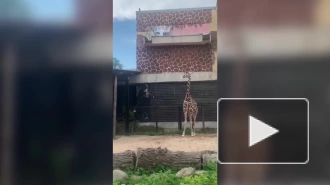 Жираф Соня из Ленинградского зоопарка продемонстрировала гибкость своей шеи