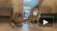 Сотрудники Ленинградского зоопарка показали, как львы Ад...