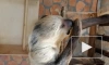 В Ленинградском зоопарке показали, как ленивец засыпает прямо во время еды