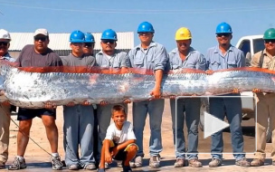 Кто такой сельдяной король, и как он связан с землетрясениями и цунами?