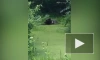Очевидцы застали медведя за водными процедурами на болоте под Гатчиной
