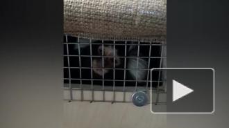 В Пулково встретили игрунку из новосибирского зоопарка