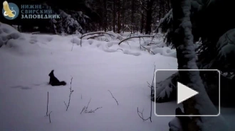 Фотоловушка Нижне-Свирского заповедника поймала белку во время купания в снегу