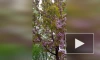 Сотрудники Ботанического сада показали цветущую сакуру