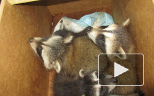 В Пулково мимимишных енотов грузили целыми коробками