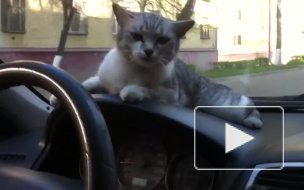 Забавное видео из Брянска: водитель посадил кота за руль