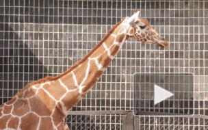 В Ленинградском зоопарке умерла 35-летняя жирафа Луга