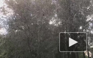 На Софийской улице тля пожирает черемуху